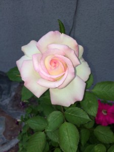 This is a rose my blogger friend, Jamie, from Southern Main Muse, sent me in memory of Tiara.  It is called Moonstone and this is the first bloom.